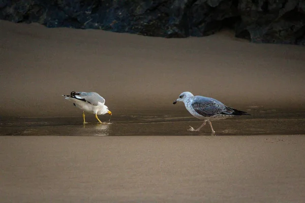 Una Bandada Gaviotas Arena Sintra Portugal —  Fotos de Stock