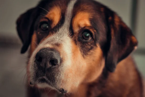 Hermoso Retrato Perro Mestizo Portugal — Foto de Stock