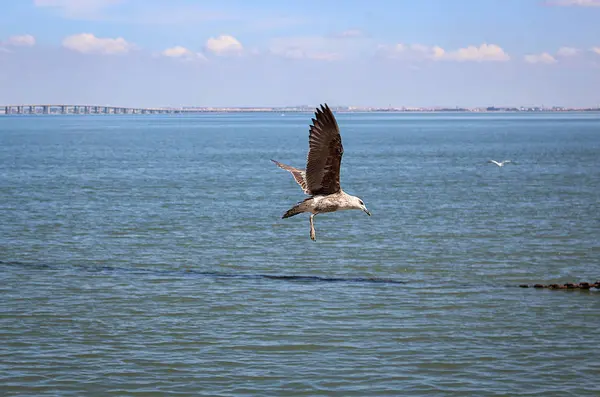 Een Zeemeeuw Flyingo Het Water — Stockfoto