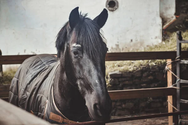 在葡萄牙辛特拉的一个农场里的一匹美丽的马的照片 — 图库照片