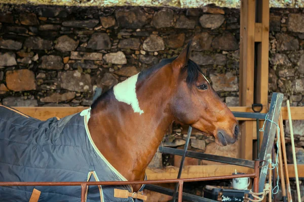 Foto Van Een Mooi Paard Een Boerderij Sintra Portugal — Stockfoto