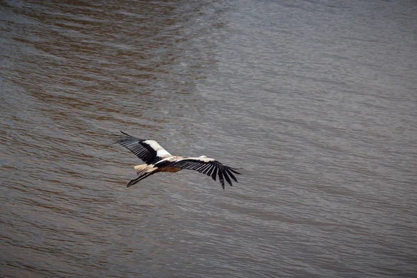 Een Sortk Vliegen Het Water — Stockfoto