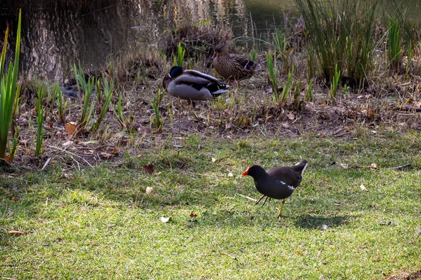 Calouste Gulbenkian Vakfı, bir park ve Müze ortasında Lizbon, Portekiz