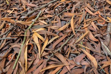 Güzel kahverengi ormanlık, Sintra, Portekiz