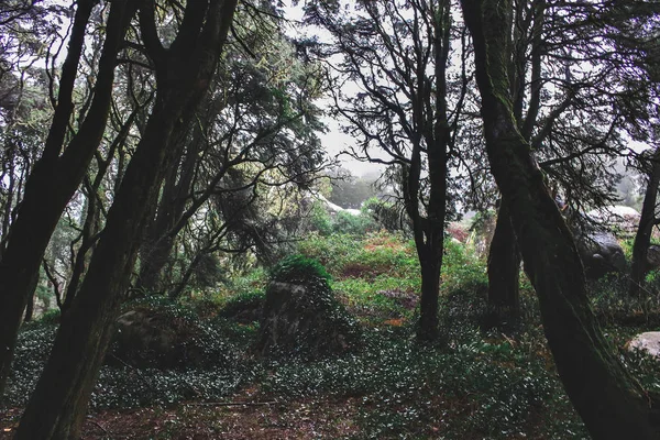 Hermoso Bosque Color Marrón Sintra Portugal —  Fotos de Stock