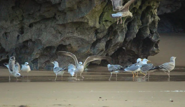 Una Bandada Gaviotas Arena Playa —  Fotos de Stock