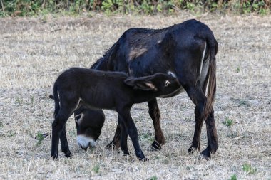 Eşek portre, tarım arazileri yaz aylarında Sintra üzerinde hayvan portre portre