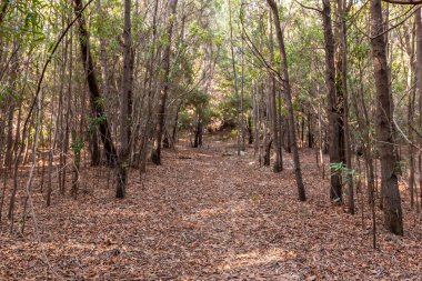 Güzel kahverengi ormanlık, Sintra, Portekiz