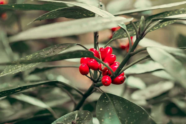 Red berries on a tree, holly tree