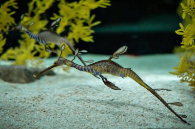 Bir güzel deniz ejderhası, sualtı yaban hayatı