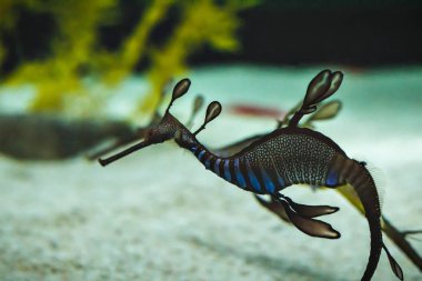 Bir güzel deniz ejderhası, sualtı yaban hayatı