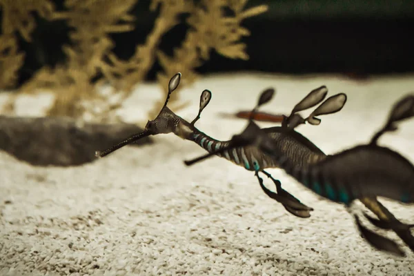 Lindo Dragão Marinho Vida Selvagem Subaquática — Fotografia de Stock