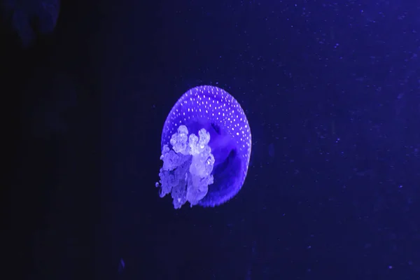 Blue Transparent Jellyfish Floats Water — Stock Photo, Image