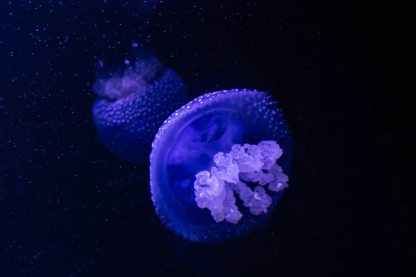 Blue Transparent Jellyfish Floats Water — Stock Photo, Image