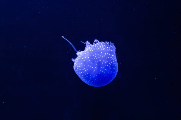 Blauw Transparant Kwallen Zweeft Door Water — Stockfoto