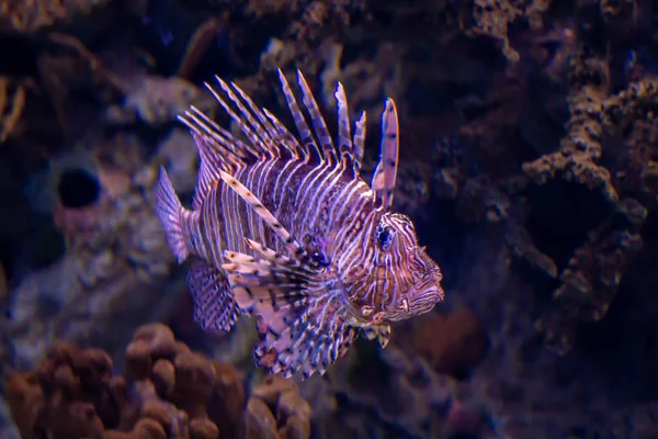 Lion fish — Stock Photo, Image