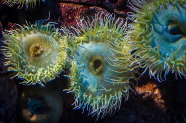 Bir deniz anemone, sualtı canlıları, doğa