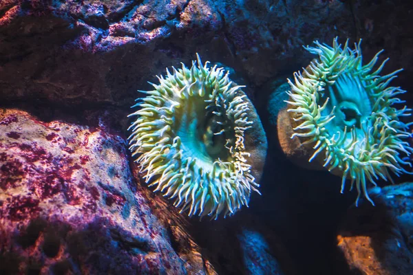 Una Anémona Marina Vida Submarina Naturaleza —  Fotos de Stock