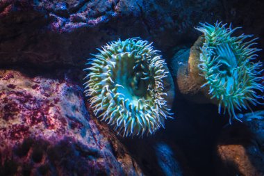 Bir deniz anemone, sualtı canlıları, doğa