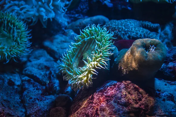 イソギンチャク 水中での生活 — ストック写真