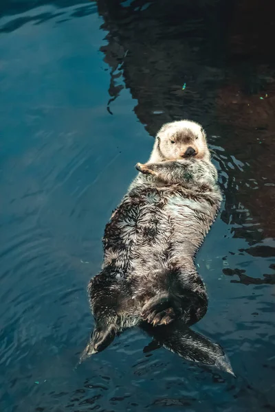 海獭漂浮 — 图库照片