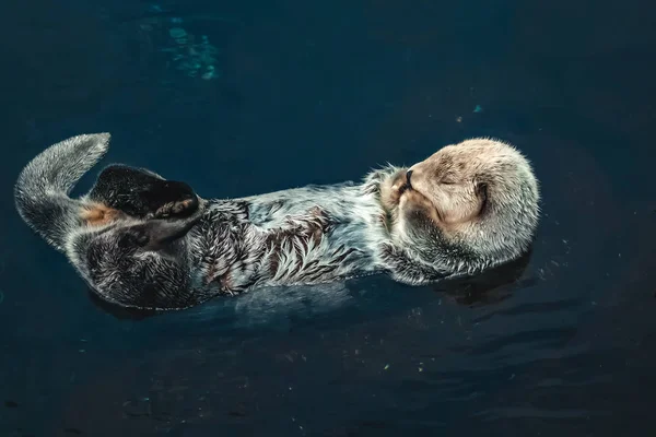 Una lontra marina galleggiante — Foto Stock