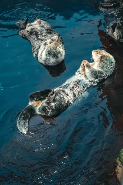 Zwei Seeotter schwimmend — Stockfoto