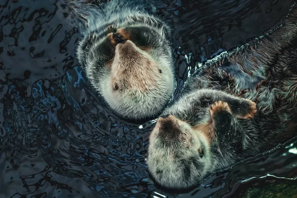 Duas lontras do mar flutuando — Fotografia de Stock
