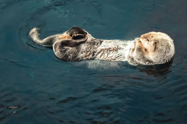 Море Otter плавает — стоковое фото
