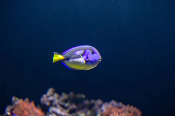 Tropických Modré Ryby Korály Útes — Stock fotografie