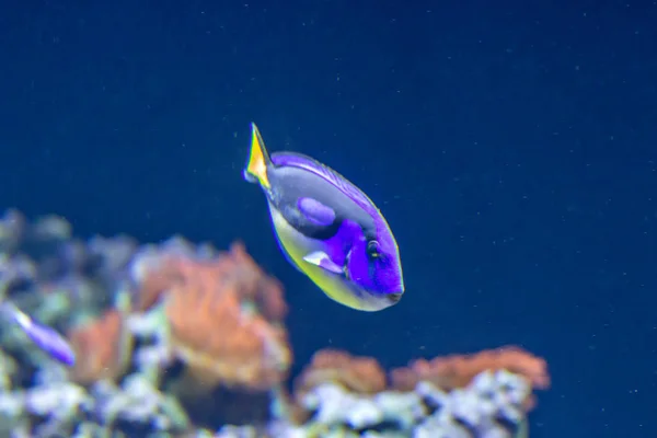 Tropical Blue Fish Coral Reef — Stock Photo, Image