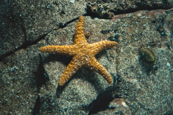 Beautiful starfish, marine life
