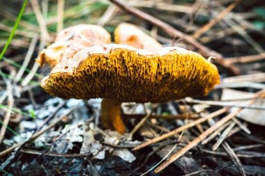 Sintra ormanda büyüyen büyük mantar