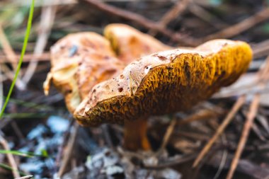 Sintra ormanda büyüyen büyük mantar
