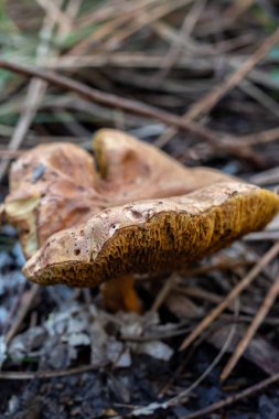 Sintra ormanda büyüyen büyük mantar