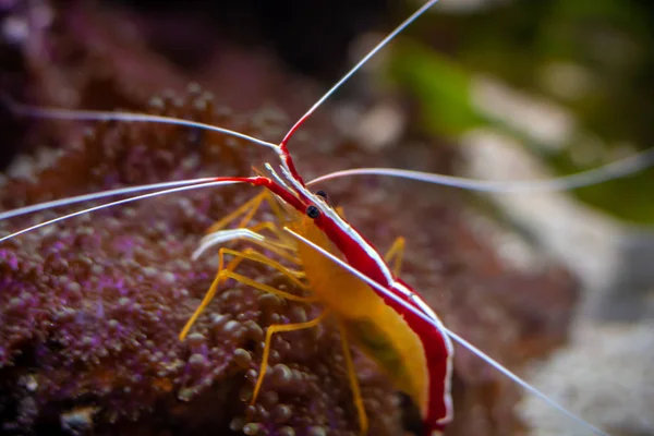 산호초 자연에 — 스톡 사진