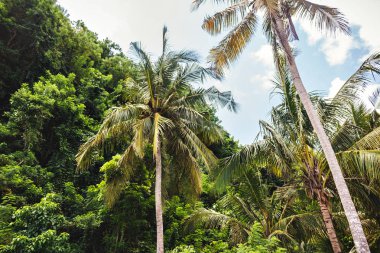 Arka planda mavi gökyüzü ile Palmiye ağaçları, Endonezya, tatil
