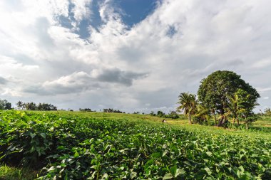 Pirinç Teras, Bali, Endonezya