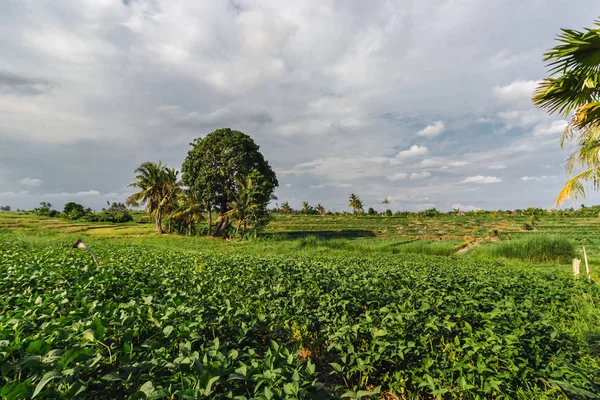 Reisterrasse Bali Indonesien — Stockfoto