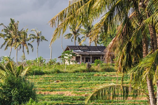 Reisterrasse Bali Indonesien — Stockfoto