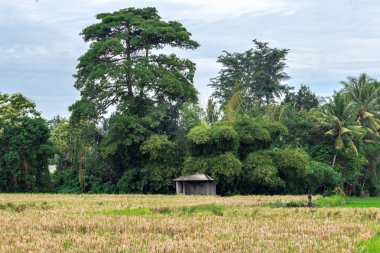 Pirinç Teras, Bali, Endonezya