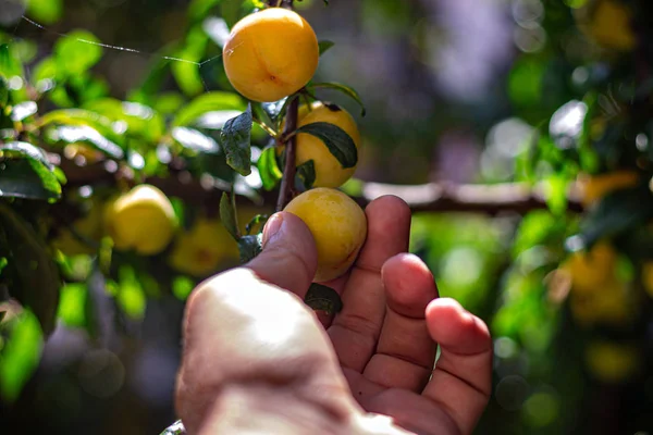 A man picking fruit from the tree, orchard, healthy food