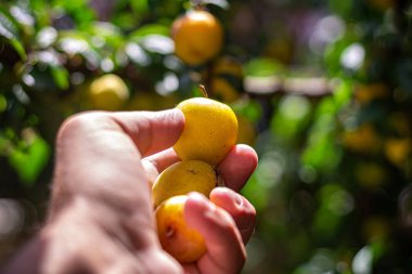 Ağaçtan meyve toplayan bir adam, meyve bahçesi, sağlıklı yiyecekler.