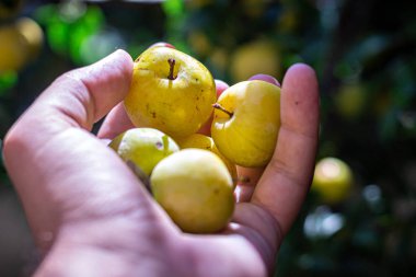 Ağaçtan meyve toplayan bir adam, meyve bahçesi, sağlıklı yiyecekler.