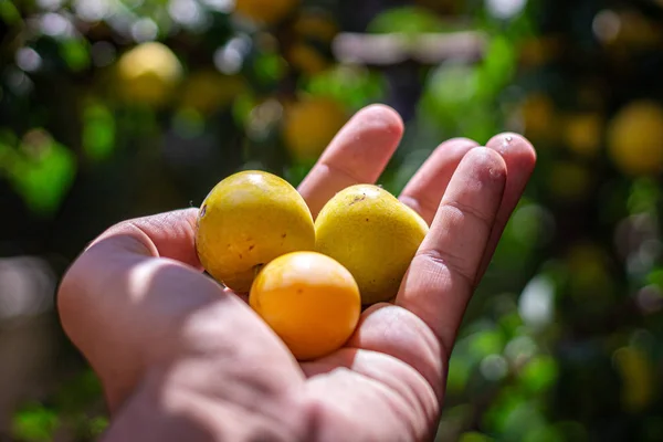 A man picking fruit from the tree, orchard, healthy food