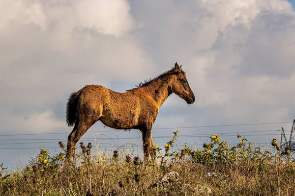 Portrait Cheval Sur Champ Ciel Nuageux Portugal — Photo