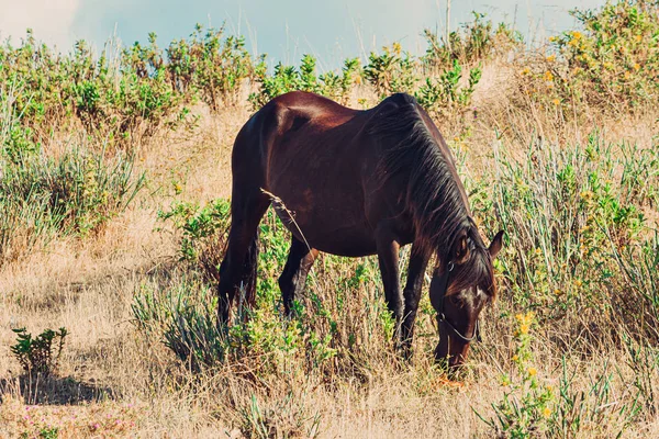 Portret Van Een Paard Een Veld Bewolkte Hemel Portugal — Stockfoto