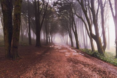 Sintra ormanının mistik sisi, Portekiz