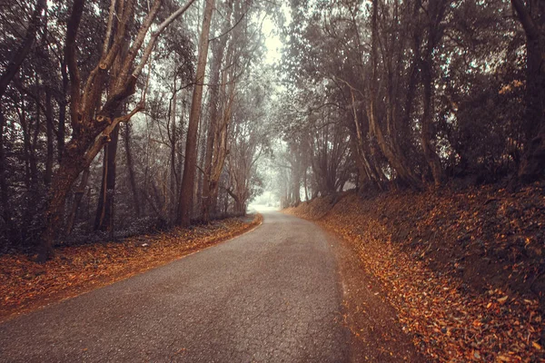 Niebla Mística Del Bosque Sintra Portugal — Foto de Stock