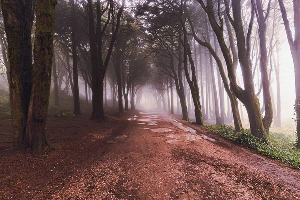 Sintra ormanının mistik sisi, Portekiz